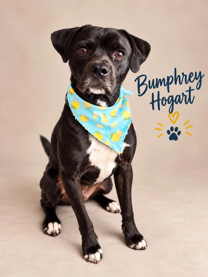 A young medium-sized male Pug dog named Bumphrey Hogart for adoption in Menifee, CA