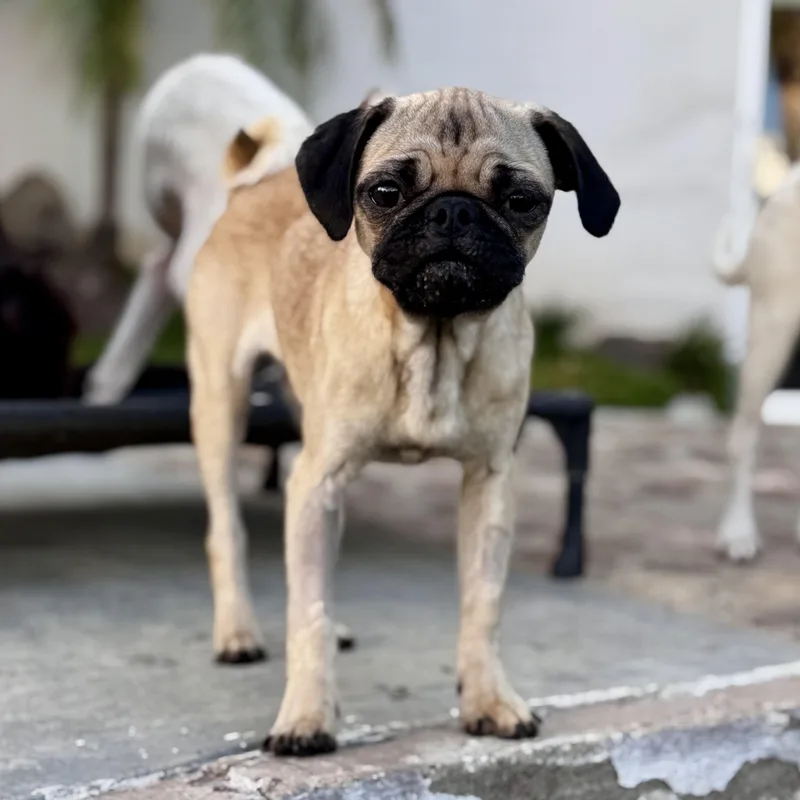 A baby small-sized male Yellow / Tan / Blond / Fawn Pug dog named Pascal for adoption in Manvel, TX