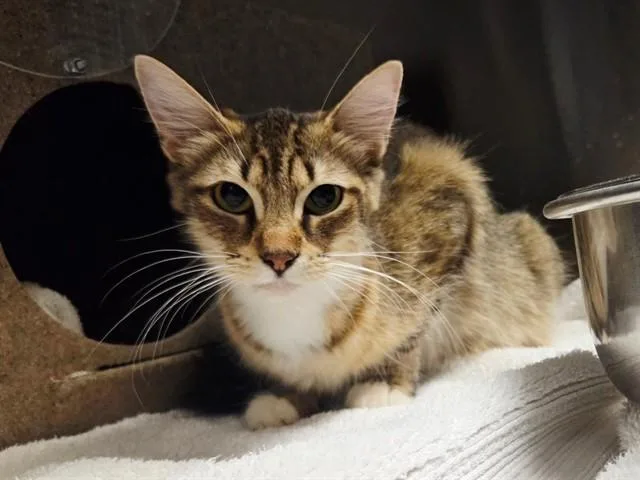 A young medium-sized female Domestic Short Hair cat named Violet for adoption in Martinez, CA