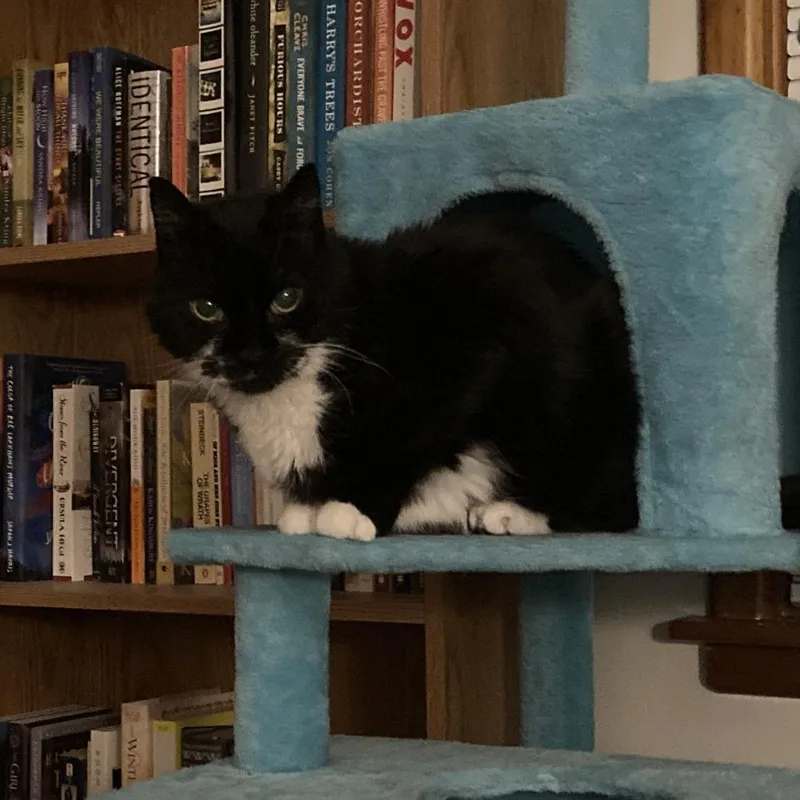 A senior medium-sized male Black & White / Tuxedo Domestic Short Hair cat named Albert  Super Sweet for adoption in Oshkosh, WI