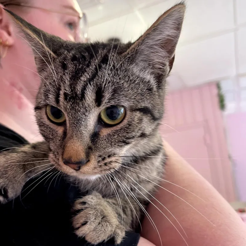 Dr. Pepper thumbnail 2