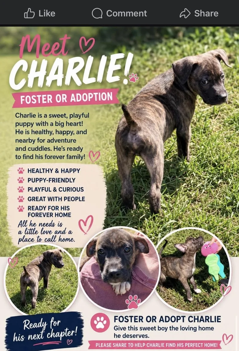 A baby medium-sized male Brown / Chocolate Mixed Breed dog named Charlie for adoption in East Flat Rock, NC
