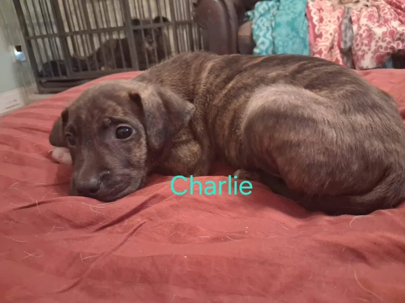 Charlie thumbnail 5