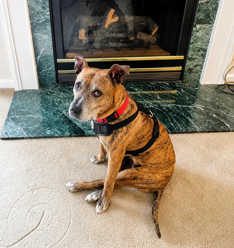 An adult medium-sized female Brindle Pit Bull Terrier dog named Daisy Mae for adoption in Wantagh, NY