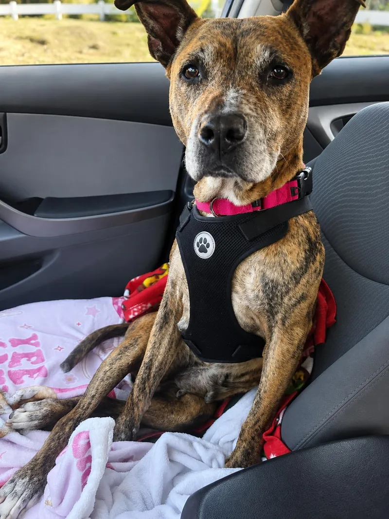 Daisy Mae thumbnail 4