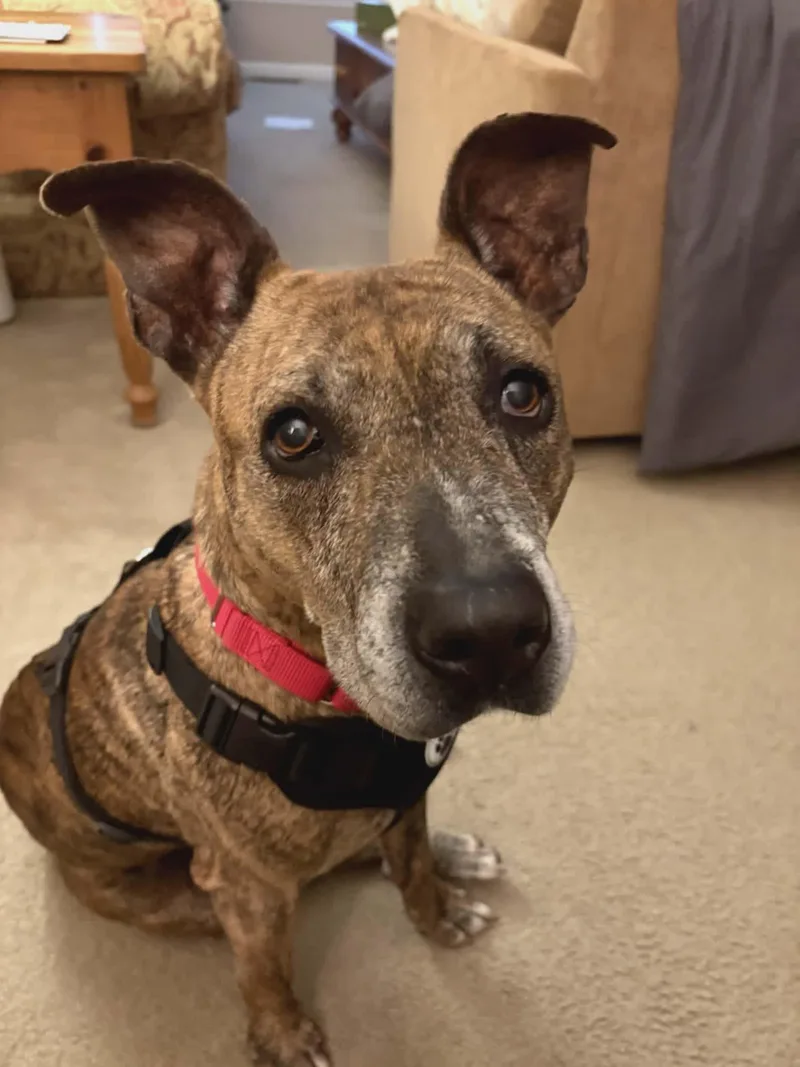 Daisy Mae thumbnail 5