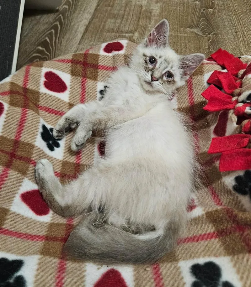 A baby medium-sized female Domestic Long Hair cat named Cotton Ball for adoption in China Township, MI