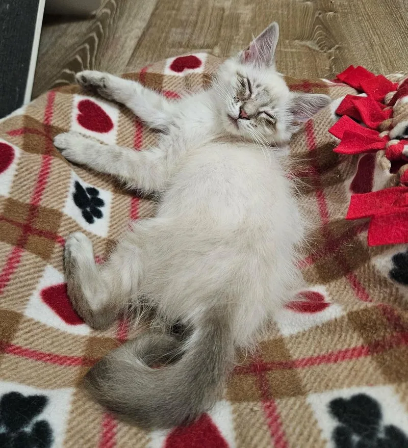 Cotton Ball thumbnail 2