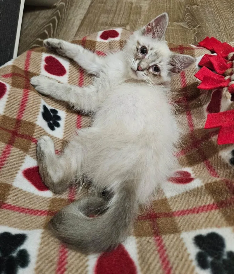 Cotton Ball thumbnail 3