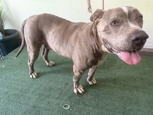 A senior medium-sized male Pit Bull Terrier dog named Blue for adoption in Baldwin Park, CA