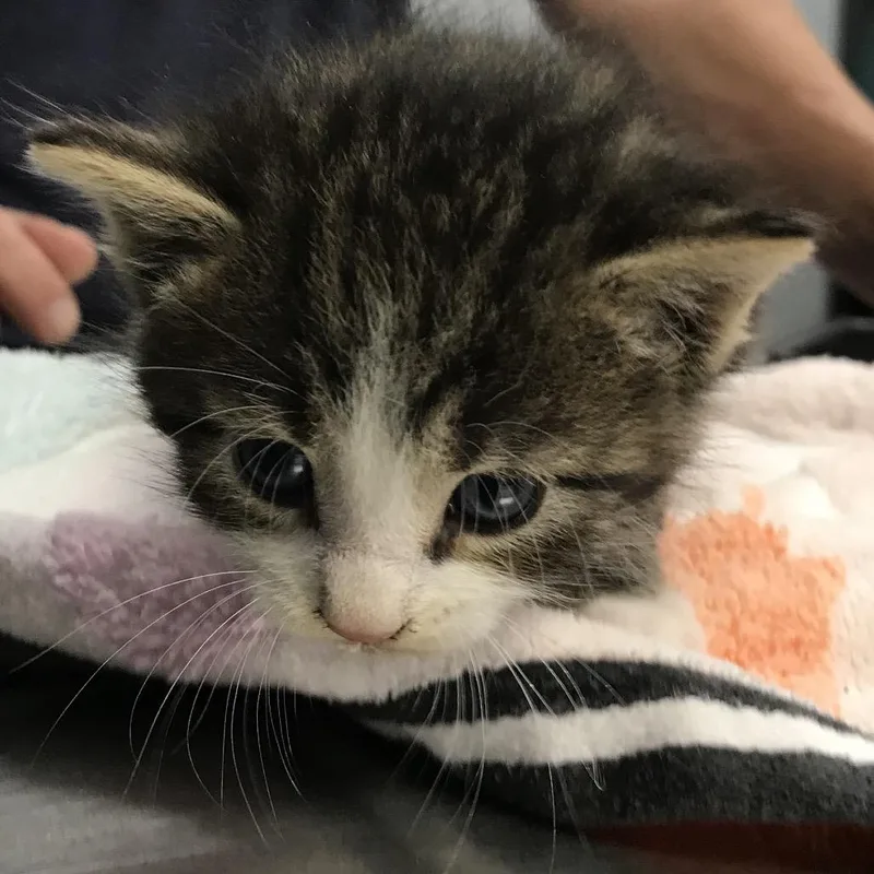 A baby small-sized male Brown / Chocolate Domestic Medium Hair cat named Nigel for adoption in Newark, NJ