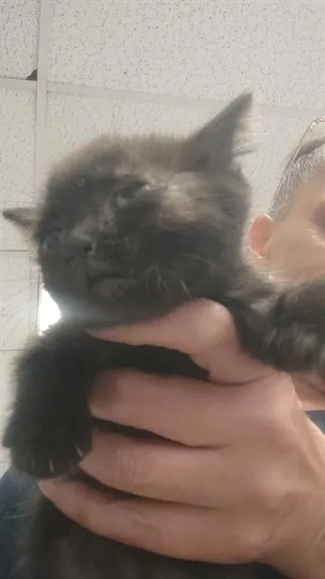A baby small-sized female Domestic Short Hair cat named Sally for adoption in Stockton, CA