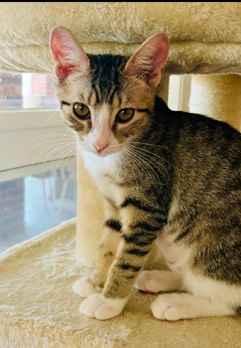 A baby small-sized female Gray & White Domestic Short Hair cat named Freeda for adoption in Phoenix, AZ