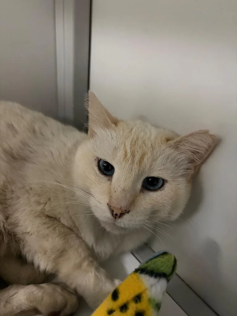 An adult medium-sized male Domestic Short Hair cat named Charley Lion for adoption in Peoria, AZ