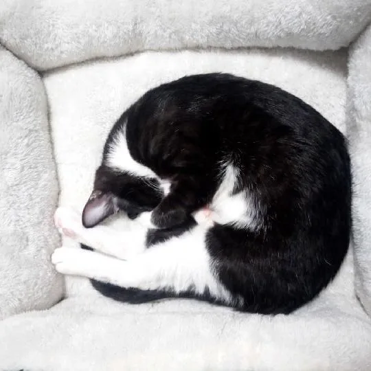 A young medium-sized male Black & White / Tuxedo Domestic Short Hair cat named Montague for adoption in St. Charles, IL