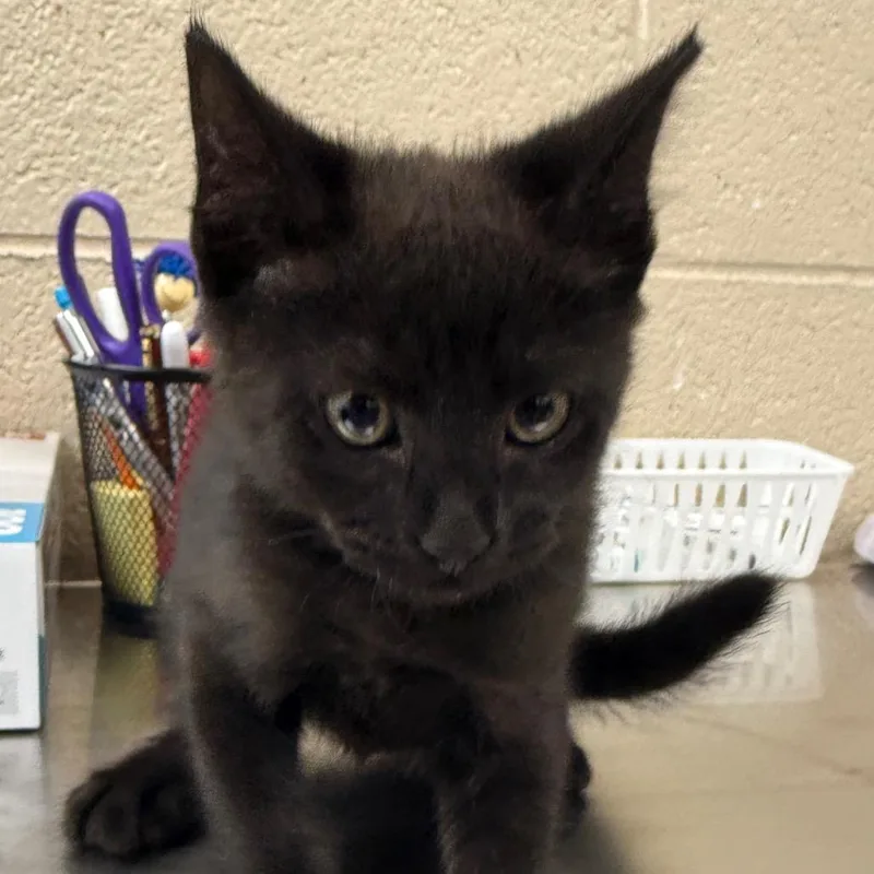 A baby small-sized female Black Domestic Short Hair cat named Peach for adoption in Troy, VA