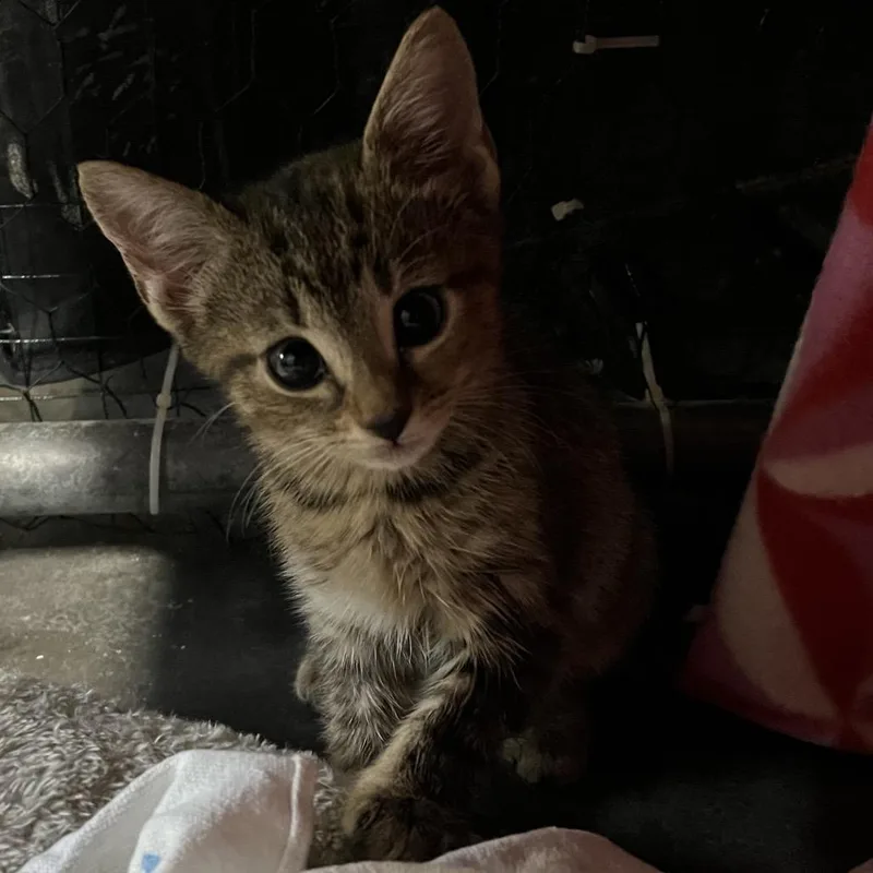 A baby small-sized female Buff / Tan / Fawn Domestic Short Hair cat named Skittles for adoption in Alexandria, VA