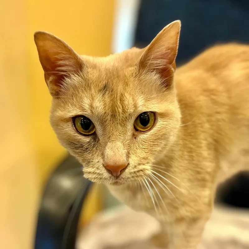 An adult small-sized male Domestic Short Hair cat named Hoover for adoption in Port Washington, NY