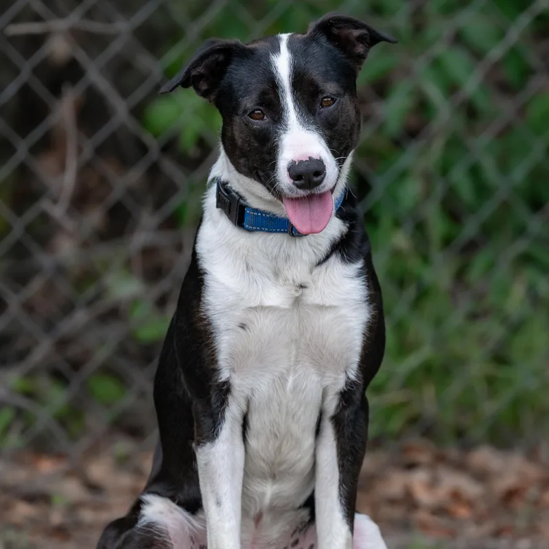 A young medium-sized male Black Mixed Breed dog named Taz for adoption in BONIFAY, FL