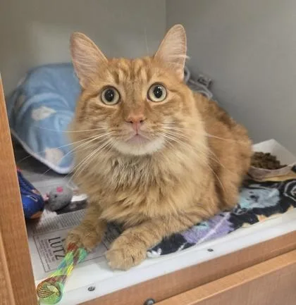 An adult medium-sized male Tabby (Orange / Red) Domestic Medium Hair cat named Gary for adoption in Phoenixville, PA