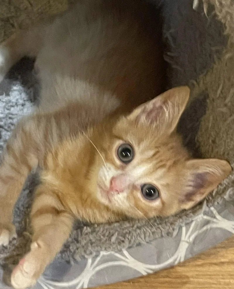 A baby medium-sized male Orange & White Domestic Short Hair cat named Mason for adoption in Concord, NC