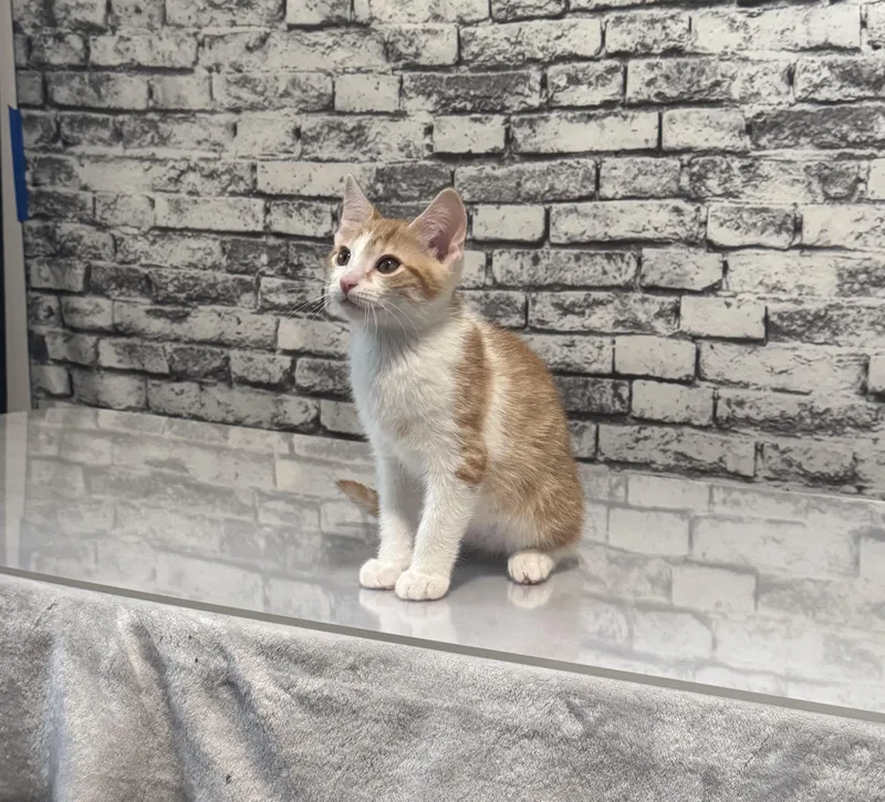 Charlie  Only  thumbnail 3