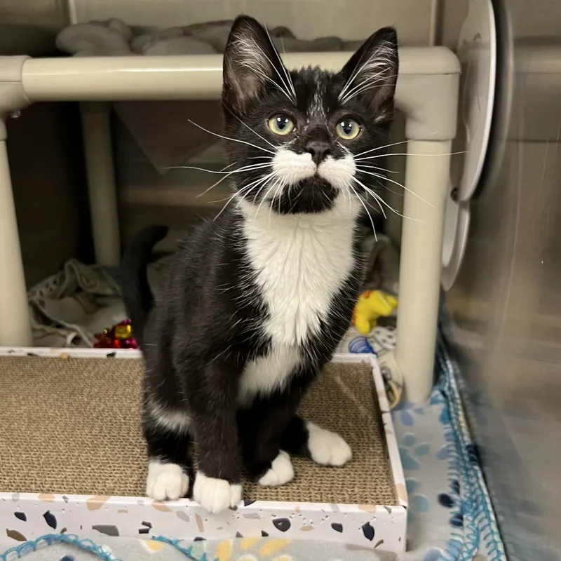 A young large-sized male Black Domestic Short Hair cat named Yogi for adoption in Keizer, OR