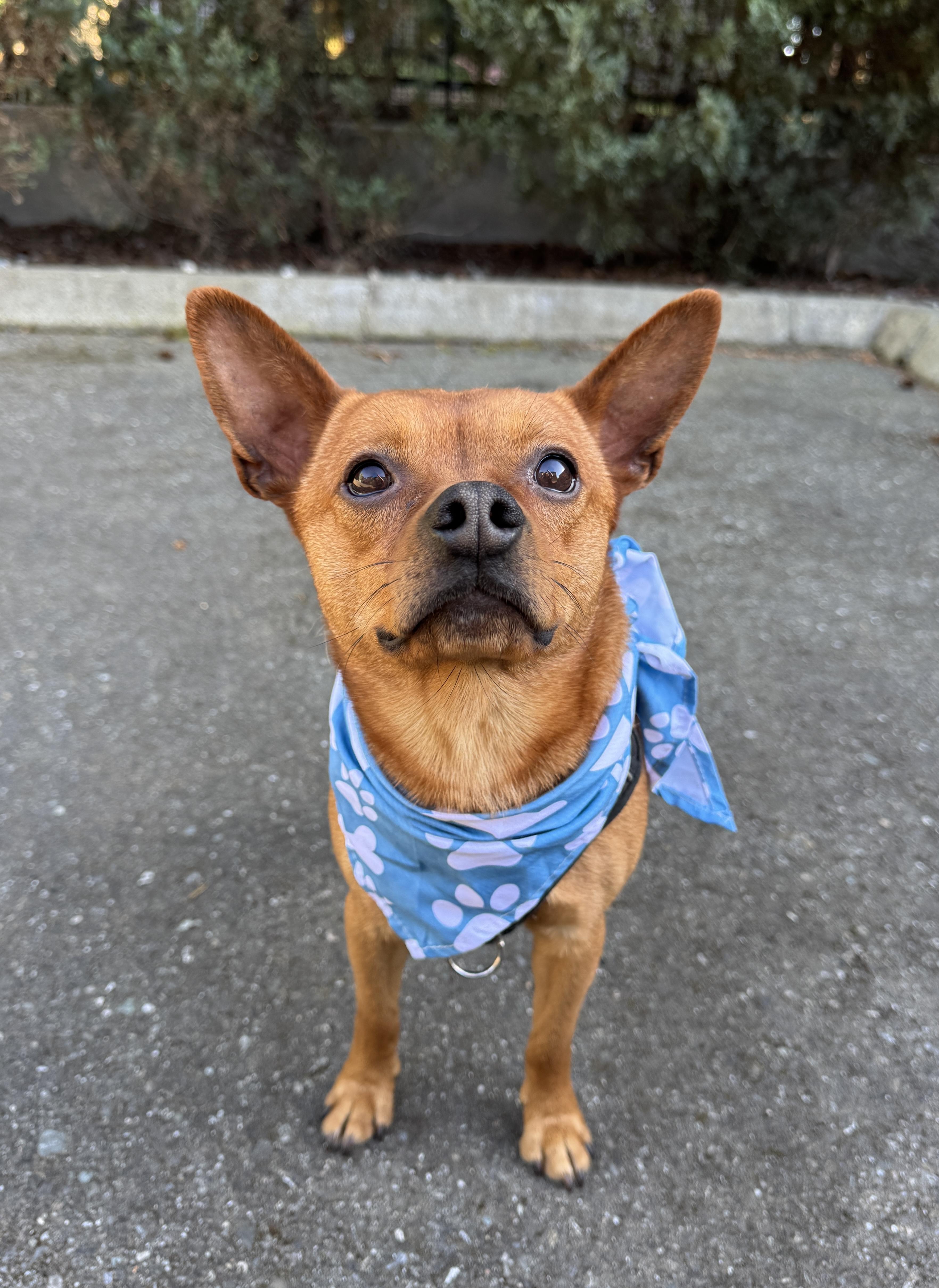 An adult small-sized male Golden Chihuahua dog named Thor for adoption in lynnwood , WA