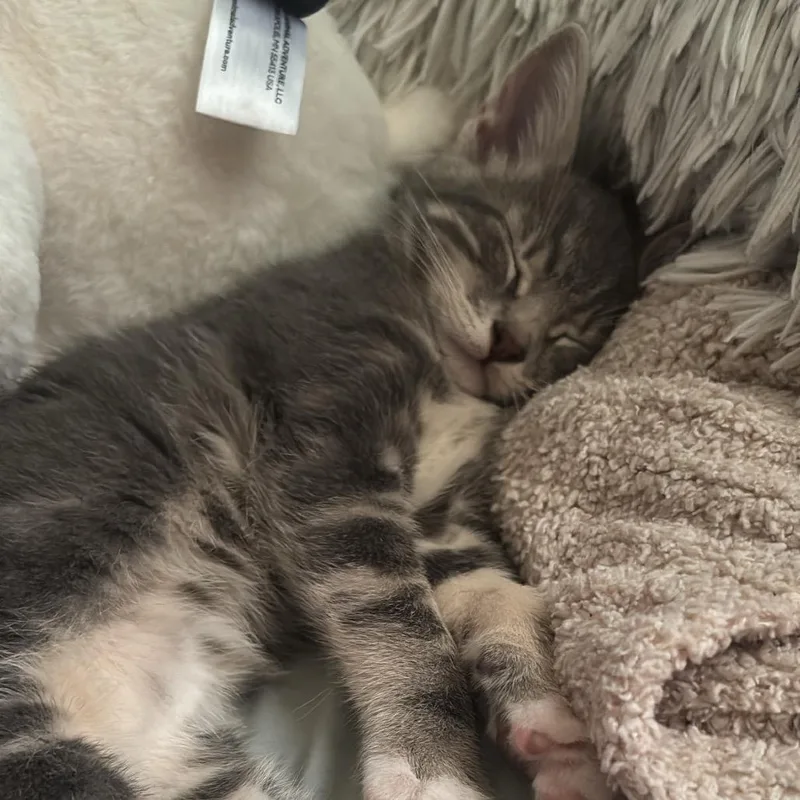 A baby small-sized female Gray / Blue / Silver Domestic Short Hair cat named Cookie for adoption in Long Beach, CA
