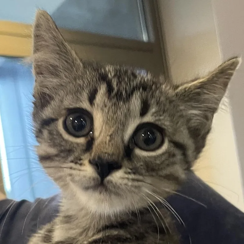 A baby small-sized female Brown / Chocolate Domestic Short Hair cat named Germont for adoption in Chicago, IL
