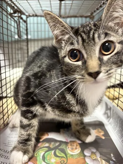 A baby medium-sized male Domestic Short Hair cat named Rosie for adoption in Chatsworth, CA