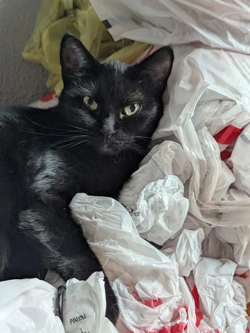 An adult medium-sized female Domestic Short Hair cat named Cynder for adoption in Waterloo, IA