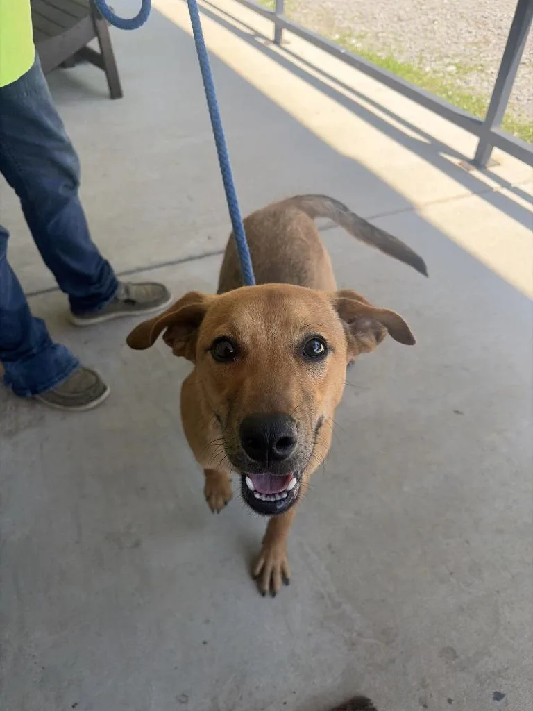 A young large-sized male Labrador Retriever dog named Biscuit for adoption in Lawrenceburg, TN