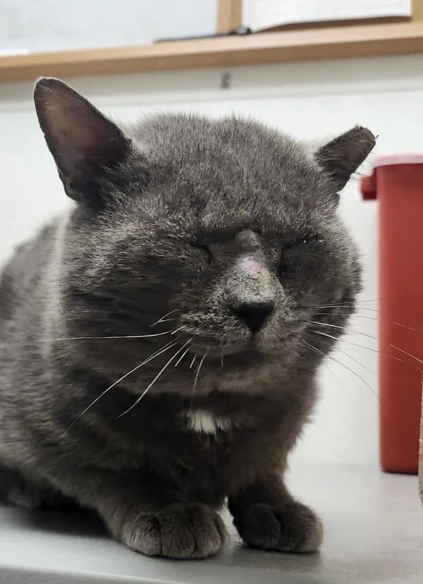 An adult medium-sized male Domestic Short Hair cat named Grayson for adoption in Silverdale, WA
