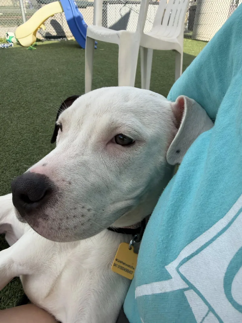 A baby medium-sized female White / Cream Pit Bull Terrier dog named Shady for adoption in Cleveland, OH