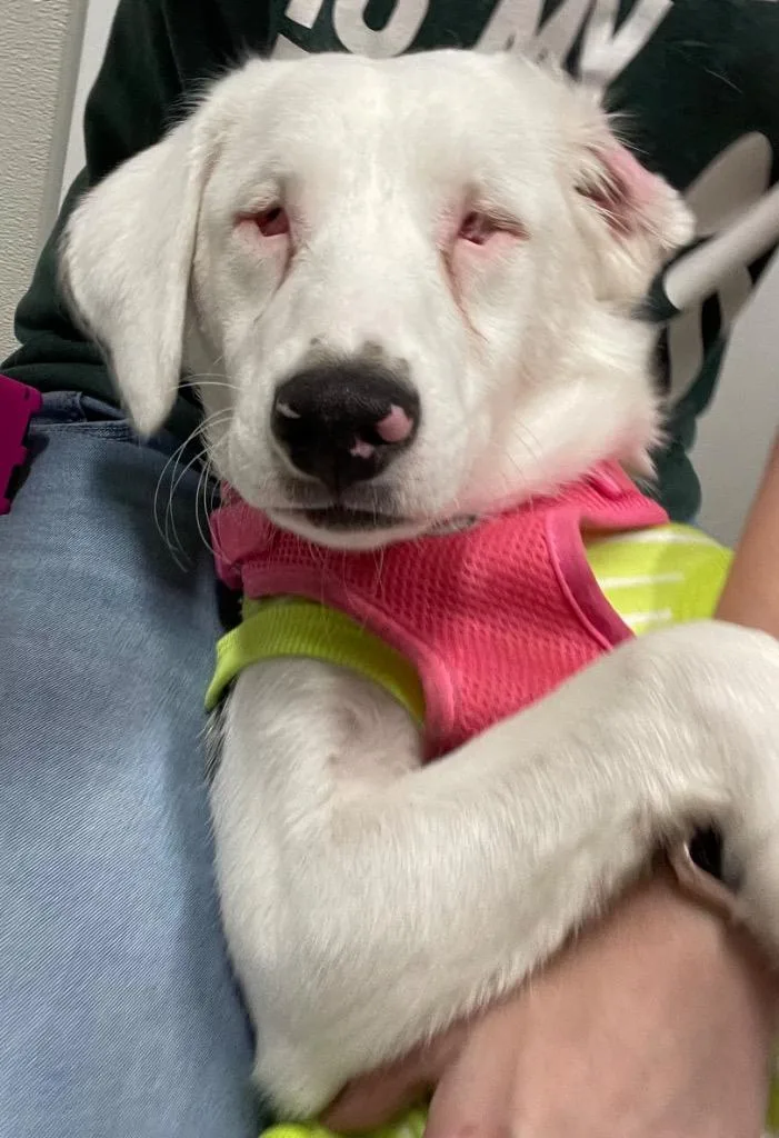 A baby medium-sized female Australian Shepherd dog named Amaya for adoption in Fall River, MA