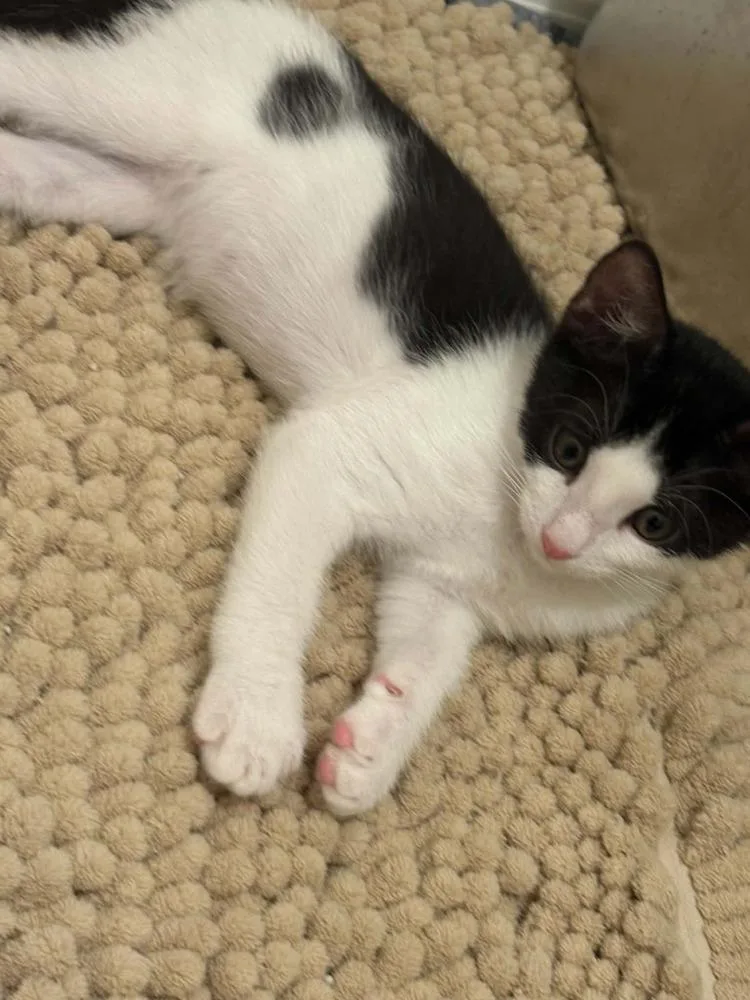 A baby small-sized female Black & White / Tuxedo Domestic Short Hair cat named Else for adoption in tucson, AZ