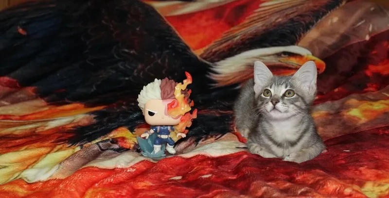 Todoroki thumbnail 4