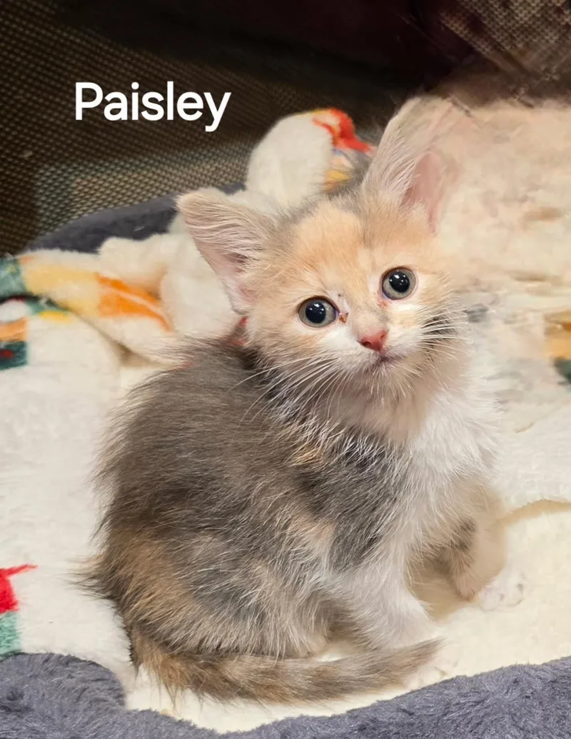 A baby small-sized female American Shorthair cat named Paisley for adoption in Seven Valleys, PA