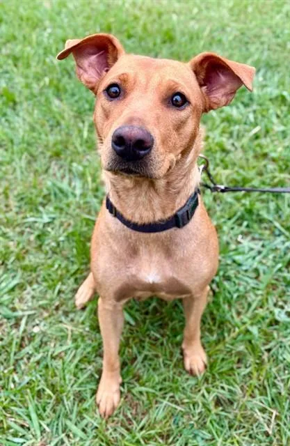 A young large-sized female Labrador Retriever dog named Peppermint Fizz for adoption in York, SC