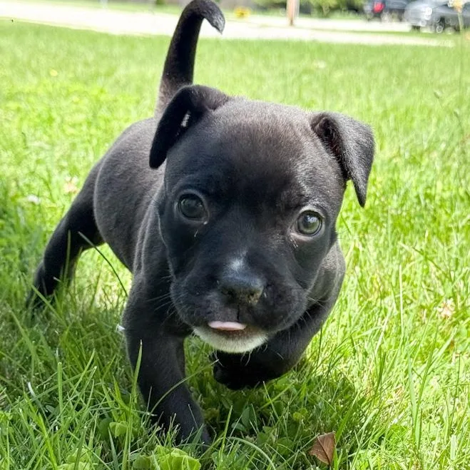 A baby medium-sized female American Bully dog named Olive for adoption in Toledo, OH