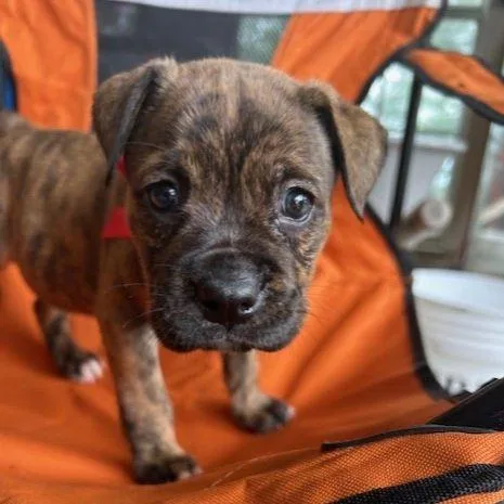 A baby medium-sized female Mixed Breed dog named Nimbus for adoption in Austin, TX