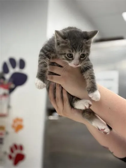 A baby small-sized male Domestic Short Hair cat named Dr. Langdon for adoption in West Chester, PA
