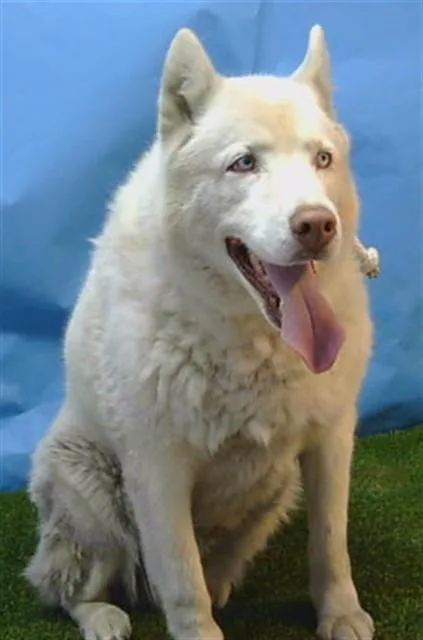 A senior large-sized male Siberian Husky dog named Maru for adoption in Gardena, CA