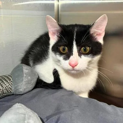 A baby small-sized male Domestic Short Hair cat named Skunk for adoption in Gastonia, NC