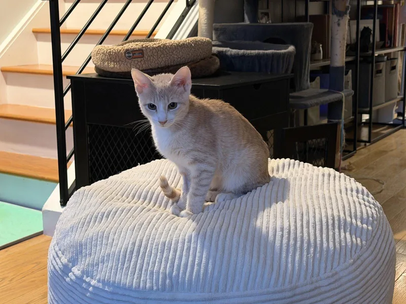 A baby small-sized male Orange / Red Domestic Short Hair cat named Max for adoption in Philadelphia, PA