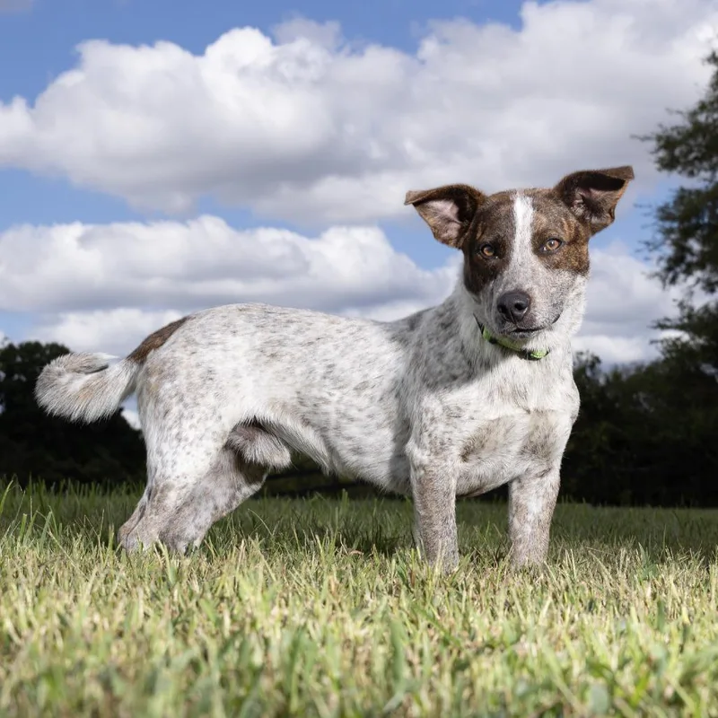 An adult medium-sized male Brown / Chocolate Mixed Breed dog named Cannoli for adoption in Franklin, TN
