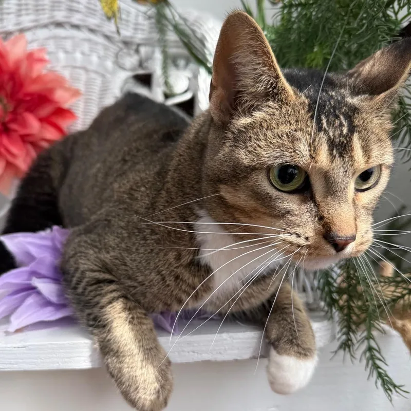 An adult medium-sized female Brown / Chocolate Domestic Short Hair cat named North Wind for adoption in Eaton Rapids, MI