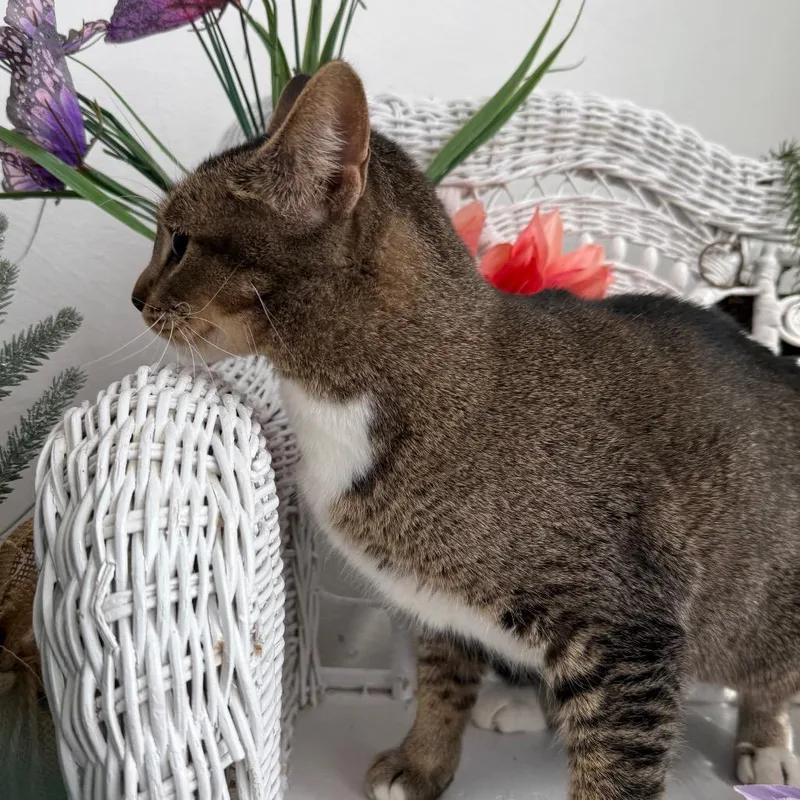 North Wind thumbnail 2