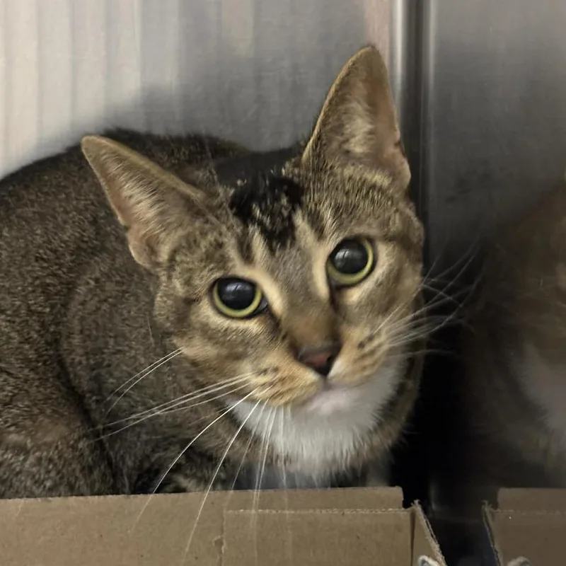 North Wind thumbnail 3